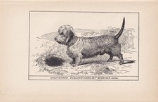 1900 DANDIE DINMONT TERRIER Dog Print - R. H. Moore - Wall Art - 8.6 x 5.6 Inch