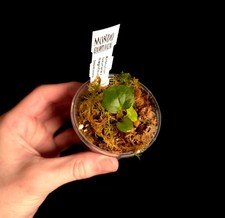 Anthurium luxurians x