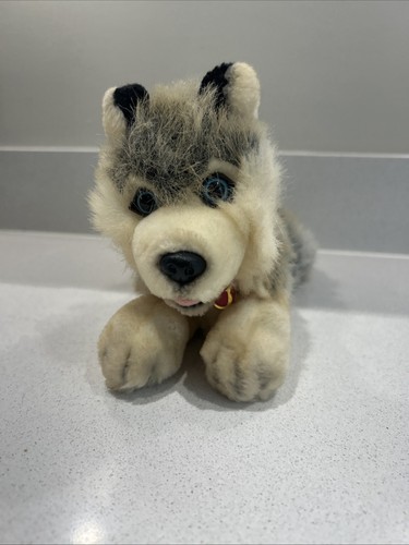 Husky dog cute - soft, hooli