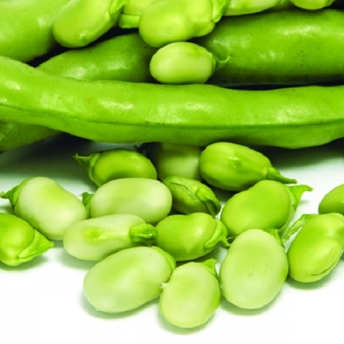 Broad bean sutton dwarf - sutton, to