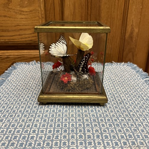Price products taxidermy - price,