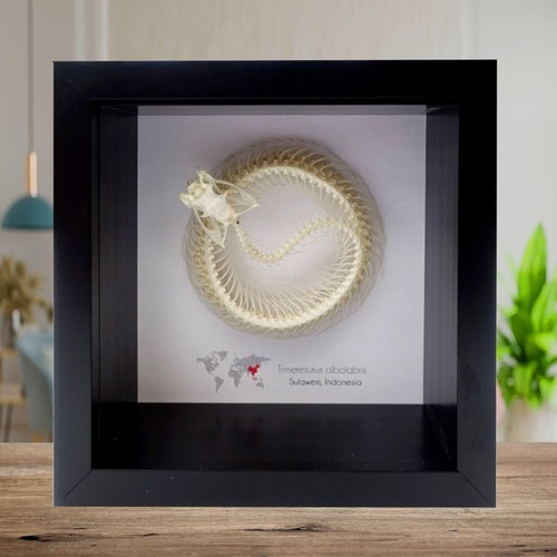 Framed white lipped pit - framed,