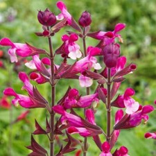 3X SALVIA PINK MULBERRY PLUG