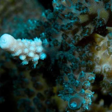 Aquacultured turquoise - aquacultured,