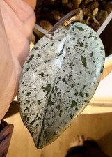 Hoya Wilbur Graves Super
