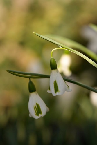 Galanthus trumpolute snowdrop - trumpolute,