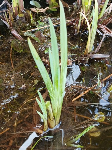 Iris pseudacorus yellow flag - iris,