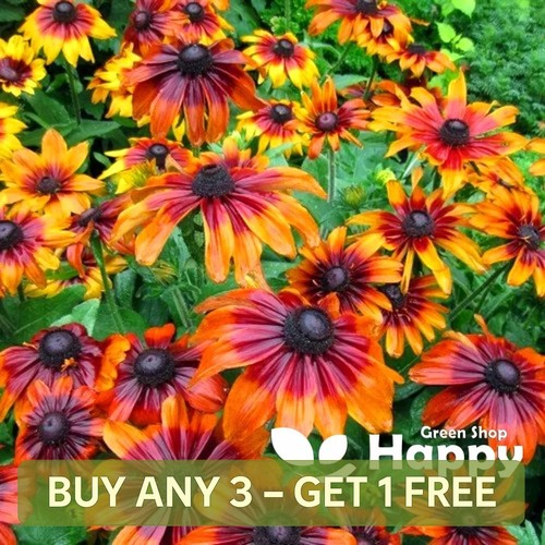 Coneflower autumn forest - coneflower,