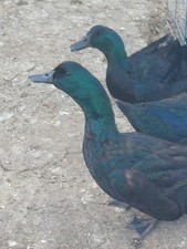 6) black Cayuga duck hatching
