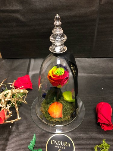 Belle cherish endura roses - cherish,