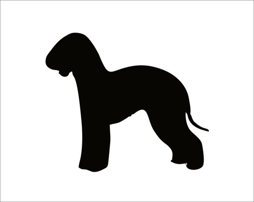 Bedlington terrier dog - bedlington,