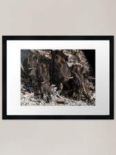 Wild boar baby behinds framed - wild,