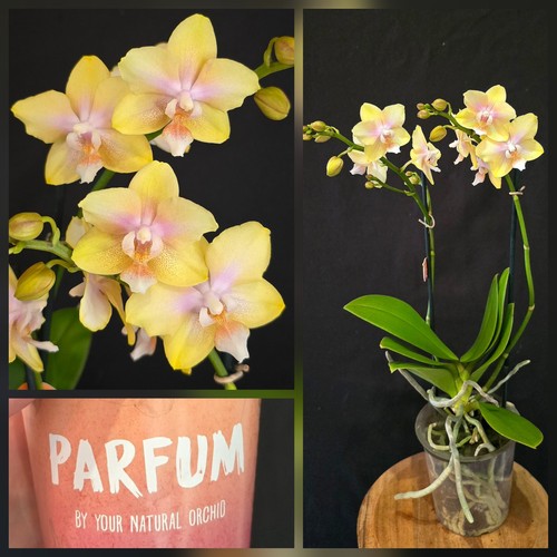 Phalaenopsis aromio lemon 2 - phalaenopsis,