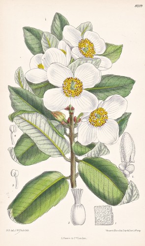 Eucryphia cordifolia chile - eucryphia,