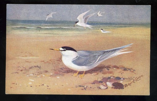 Birds little tern by - ,