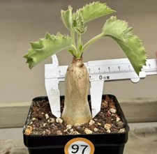  Cyphostemma uter var.macropus Random Own Root 1pcs