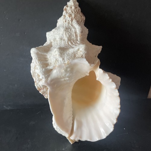 Charonia tritonis triton - tritonis, triton's