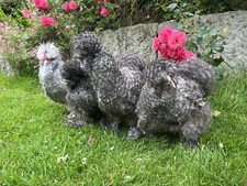 NOT CURRENTLY AVAILABLE - 12 Cuckoo Silkie - Free Delivery