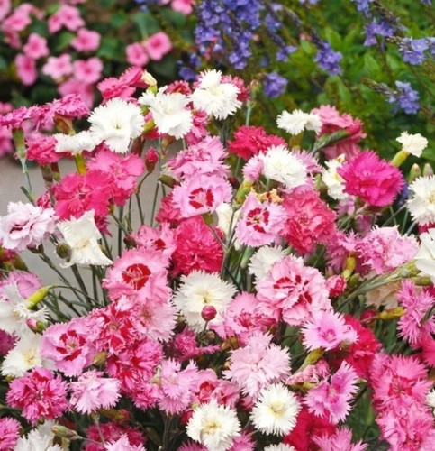 Carnation 100 seeds dianthus - seeds,