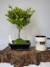 Shohin Bonsai Tree Ilex
