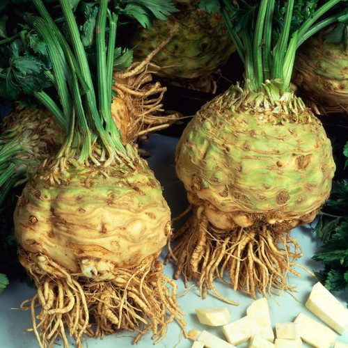 Celeriac brilliant large - celeriac,