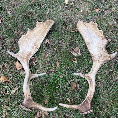 Pair fallow antlers - of,