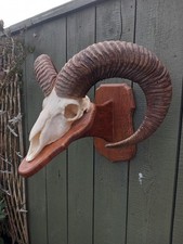 Taxidermy Domestic Rams Horns