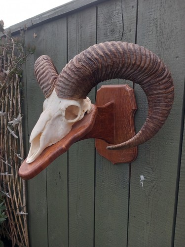 Taxidermy domestic rams - taxidermy, horns