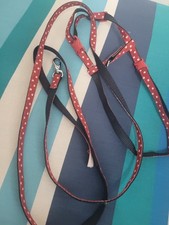 kitten lean and harness 