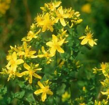 ORGANIC 200 x ST JOHN's WORT – Quality Seeds *Fast Dispatch*