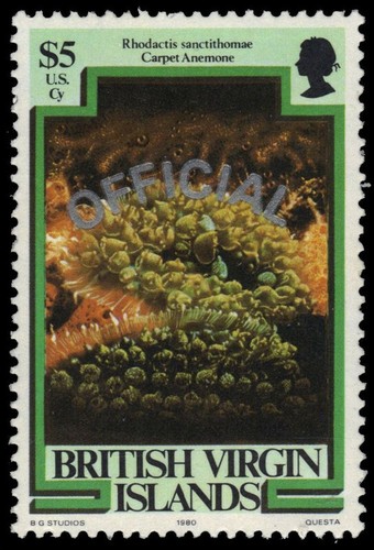 Virgin islands o15 carpet - virgin,
