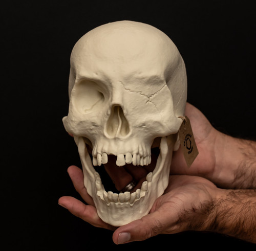 Pirate skull replica - pirate, life