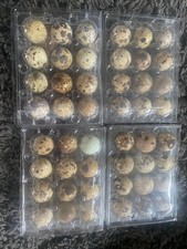 Fresh eating quail eggs - quail,
