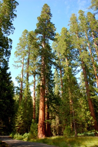 Sequoiadendron giganteum
