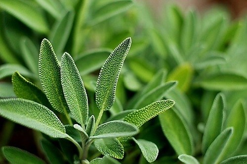 Sage plug plants - plants, "grow