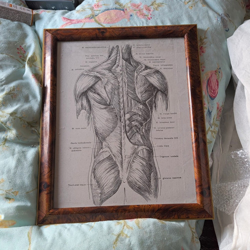 Framed anatomical muscle - framed,