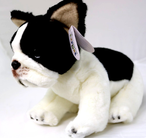 French bulldog oliver - french,