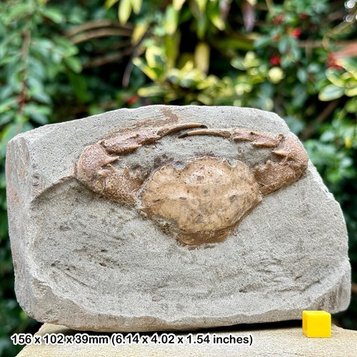 Charybdis complete fossil crab - fossil,
