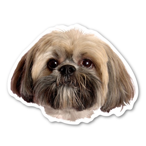 Lhasa apso magnet - lhasa,