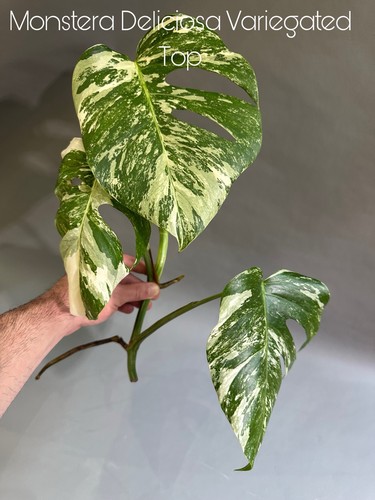 Monstera deliciosa albo - monstera, albo/