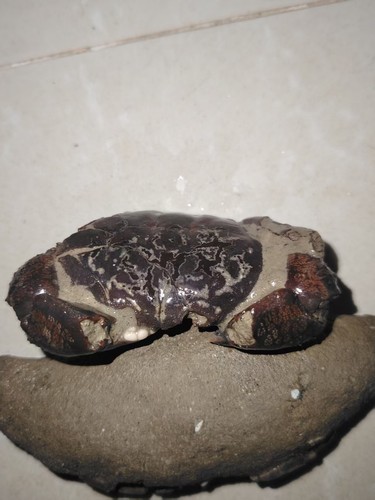 Natural crab fossils from