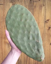 Opuntia Prickly Pear Cactus