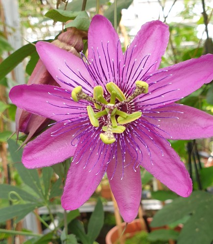 Passiflora pretty tina - ,