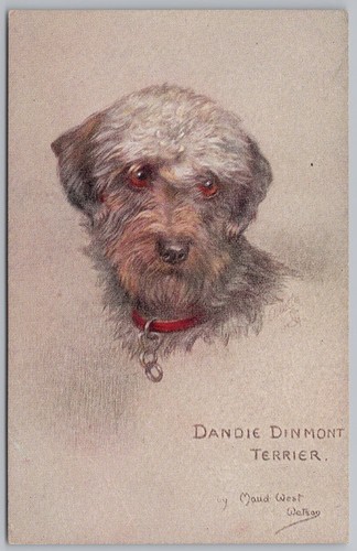 Dandie dinmont terrier dog - dandie,