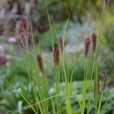 Pennisetum thunbergii Red