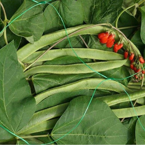 Smart garden pea - garden, bean
