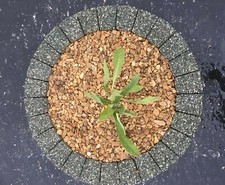 Green circle paving - green, circle,
