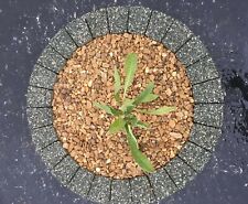 Green circle, paving modern