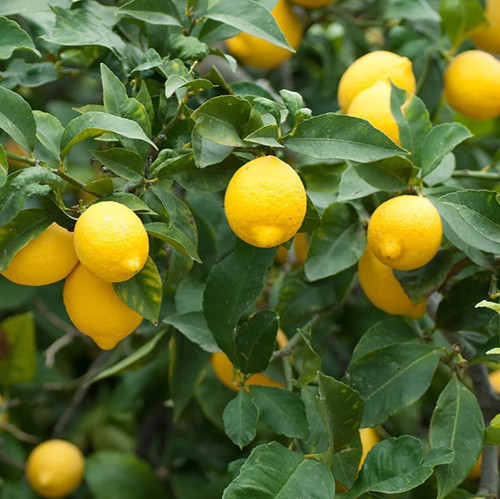 Meyer lemon plant 5 - meyer, tall