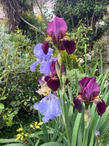 Iris germanica bearded - iris, growing